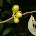 Xylopia sericea Fruit