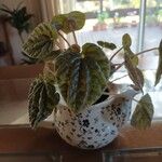 Peperomia caperataDeilen