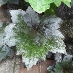 Heuchera micrantha Folio