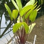 Alisma plantago-aquatica Blad