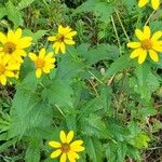 Heliopsis helianthoidesFeuille