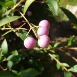 Syzygium oleosum Frucht