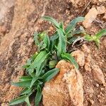 Commelina africana Leaf