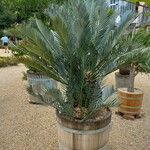 Encephalartos lehmannii Hábito