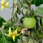 Solanum lycopersicum Habit