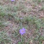 Scabiosa canescens Flors