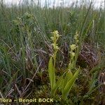 Liparis loeselii Habitat