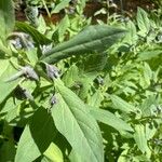 Mertensia ciliata 叶