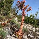 Sempervivum montanum Hábito