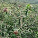 Volkameria eriophylla Feuille