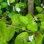 Jasminum sambac Leaf