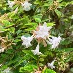 Abelia grandifloraFleur