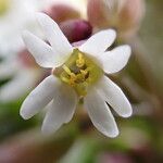 Erophila verna Flower