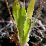 Agoseris heterophylla Blad