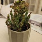 Euphorbia pseudoglobosaFuelha
