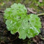 Tellima grandiflora पत्ता