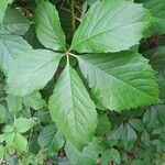 Parthenocissus inserta 葉