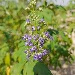 Vitex negundo ফুল