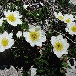 Dryas octopetala Kvet