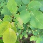 Dendrolobium umbellatum Lapas