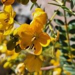 Senna alexandrina Flor