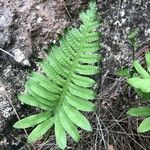 Polypodium cambricum Лист