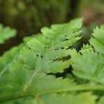 Dryopteris aemula Blad