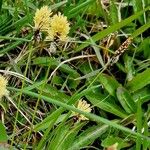 Carex caryophyllea Plante entière