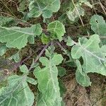 Crambe maritima 叶