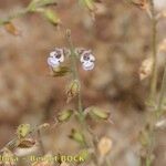 Salvia aegyptiaca Other