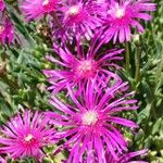 Delosperma cooperi പുഷ്പം