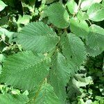 Ulmus glabra Folha