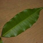 Parahancornia fasciculata Leaf