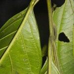 Nectandra membranacea Feuille