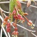 Acer japonicum Blomst
