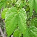 Bauhinia divaricata Blad