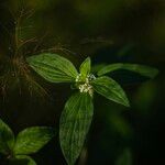 Mitracarpus hirtus Flower