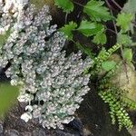 Sedum dasyphyllum Habitat