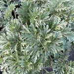 Artemisia absinthium Liść