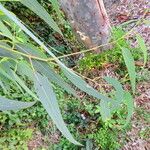 Eucalyptus camaldulensis Φύλλο
