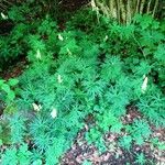 Aconitum lycoctonum Celota