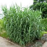 Arundo donax Natur