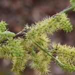 Combretum molle Flower