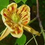 Liriodendron tulipifera Fleur