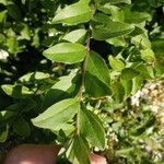 Ligustrum sinense Ліст