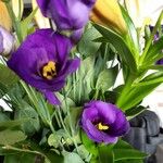 Eustoma exaltatum Cvet