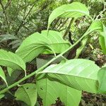 Heliotropium verdcourtii Leaf