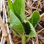 Cyphia glandulifera Yaprak