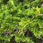 Juniperus sabina Ліст