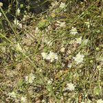 Lomelosia rutifolia
